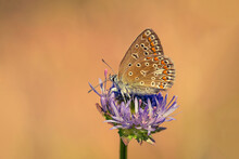 Brązowy Motyl Na Niebieskim Kwiatku 