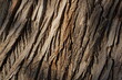 natural wooden texture from a pattern of gray brown poplar tree bark