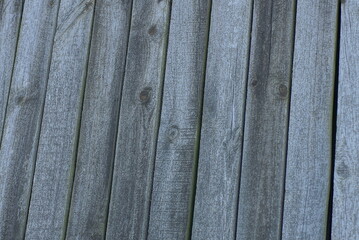 Sticker - gray wooden background of old worn boards in the wall fence