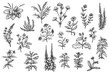 Set of various herbal plants in hand drawn vintage style isolated on white background. Collection natural design elements for food, medical. Retro vector illustration.