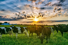 Cows At Sunrise In Farm Pasture
