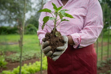 Wall Mural - Pepper plant about to be planted by a farmer in her plantation in Africa