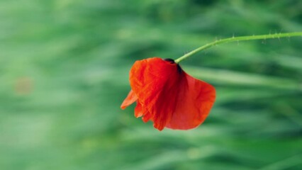 Wall Mural - beautiful red poppies in the field, vertical shot