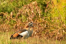 Pair Of Egyptian Geese Standing Together On An Autumn Lake Shore