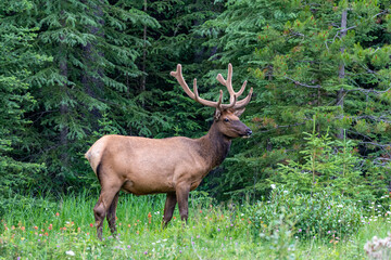 Large bull elk stands in a forest with wildflowers in Jasper National Park Alberta Canada