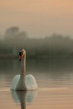 Vertical Shot Of A Swan Swimming On Lake Firlej In Firlej, Lublin, Poland