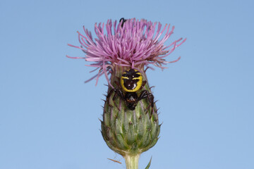 Sticker - Une petite araignée au corps jaune et noir guettant sa proie sur une fleur (Synema globosum)