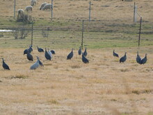 A Flock Of Guinea Fowl Wild Birds Walking In A Dry Golden Grass Field
