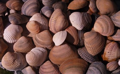 Shell sea background. Ocean shells.