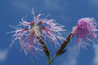 Dianthus superbus commonly known as fringed pink. It is used in Chinese herbology. (scientific name: Dianthus superbus subsp. alpestris Kablík. ex Čelak. )