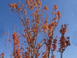 Wall Mural - Upper part of tall branches of trees with bright orange leaves in the fall