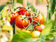 Culture de tomates rouges et bien mûres dans le jardin d'un particulier en carré potager