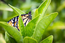 An Endangered Species Monarch Butterfly In Pollinator Garden