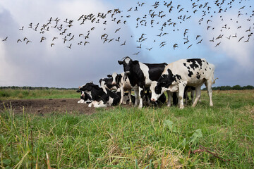 Close up of herd of flocking curious young black and white spotted cows in a natural green pasture against blue sky background with large group of flying Lapwings