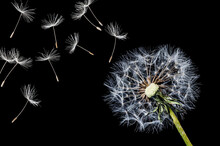 Dandelion And Flying Seeds On Black Background