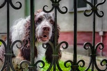 Closeup Of An English Springer Spaniel Dog Through Fence
