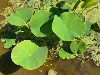 Wall Mural - Indian lotus (Nelumbo nucifera, sin. Nelumbium speciosum, Nymphaea nelumbo), Sacred lotus, Indische Lotosblume, Loto sagrado, Loto indio, Rosa del Nilo, Lotus sacré or Lotus d'Orient