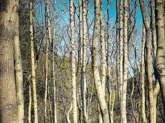 Forest full of thin tall trees with bare branches in daylight