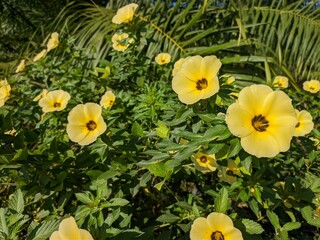 Wall Mural - Damiana Flower (Turnera Ulmifolia) blooming in the morning