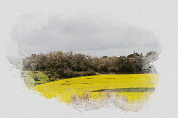 Wall Mural - Watercolor illustration of a field covered in yellow flowers