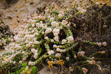 Seaside Buckwheat, Or Coast Buckwheat On The Beach In Bloom, California Central Coast. Eriogonum Latifolium Close-up On The Beach