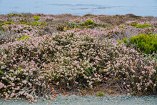 Seaside Buckwheat, Or Coast Buckwheat On The Beach In Bloom, California Central Coast. Eriogonum Latifolium Close-up On The Beach