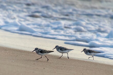 Three Sanderling Sandpiper Running Along The Beach In Front Of The Waves