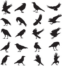 Crow, Raven Silhouette