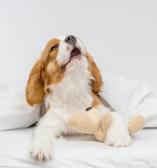 Wall Mural - Puppy howling lying on bed at home