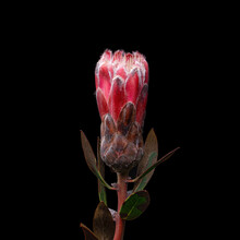 Beautiful Red Protea With Stem And Leaves Isolated On Black Background. Studio Shot.