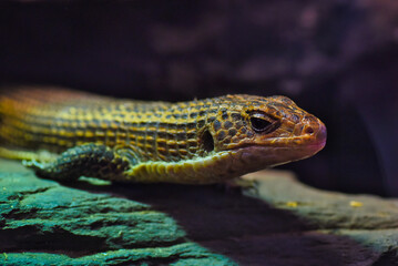 Wall Mural - lizard on a rock