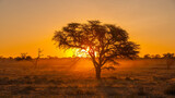 Fototapeta Sawanna - Sunrise in Kgalagadi National Park, South Africa