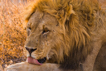 Portrait Of A Male Lion (Panthera Leo) Licking Its Paw