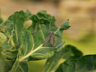 cabbage butterfly caterpillars eating fresh cabbage leaves