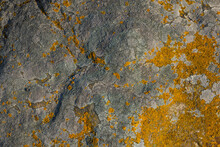 Lichen On Quartzite Sandstone Surface. A Pioneer Lichen In Bare Rock Succession That Helps Break Down Rock And Sets The Stage For Mosses And Other Plants To Follow Succession.