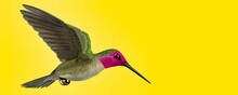 3d Illustration Of Cute Hummingbird On Colored Background 