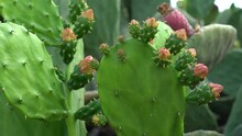 Nopal, Opuntia Cacti, Prickly Pear