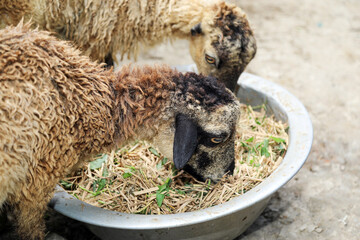 Sheep eating straw and green leaves mixed in a bowl as an organic feed formula for sheep fattening. Two sheeps enjoy homemade feeding in rural small farm.