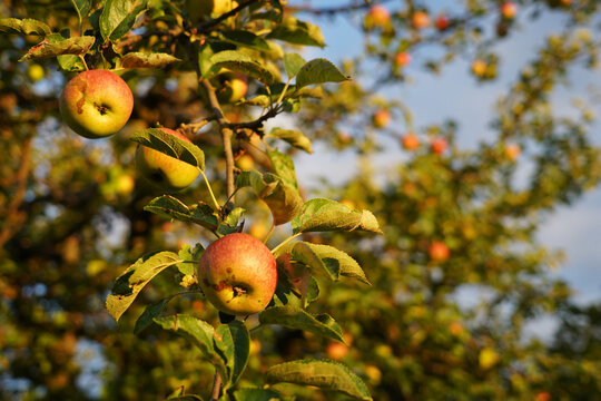 Red apples on a large and old tree in the warm evening light