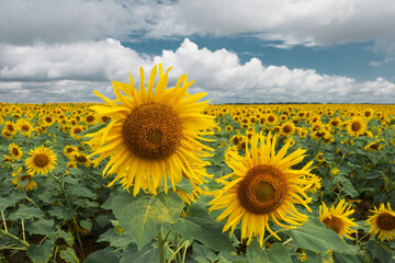 Canvas Print - Pair of blooming sunflowers on the sunflower field.