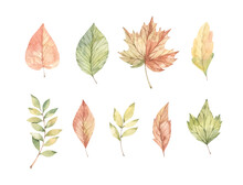 Hand Drawn Watercolor Vector Illustrations. Set Of Fall Leaves, Acorns, Berries, Spruce Branch. Forest Design Elements. Hello Autumn! Perfect For Seasonal Advertisement, Invitations, Cards
