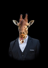 Man With Head Of Giraffe In Black Suit With Stuck Out Tongue Standing Posing, Isolated On Black Background. Emotional Portrait Of Businessman With Face Of Crazy And Funny Giraffe Looking At Camera.