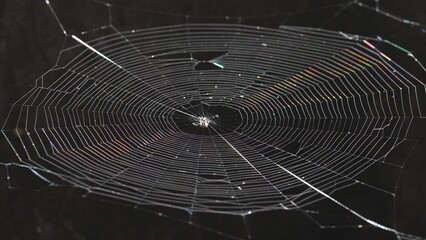 spectrum rainbow sunlight reflected on spider web with the wind blowing beautifully