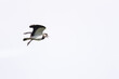 Northern Lapwing (Vanellus vanellus) flying on the blue sky.