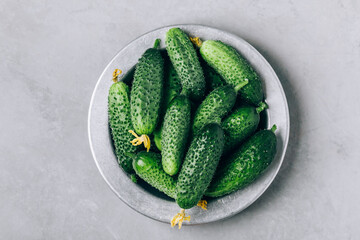 Wall Mural - Cucumbers. Fresh green organic cucumbers in bowl on gray stone background.