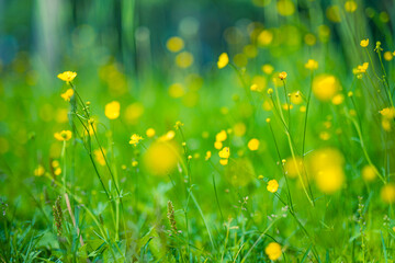 Wall Mural - Abstract soft focus sunset field landscape of yellow flowers and grass meadow warm golden hour sunset sunrise time. Tranquil spring summer nature closeup and blurred forest background. Idyllic nature