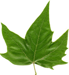 Poster - front side of plane (Platanus) tree leaf transparent PNG