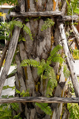 Wall Mural - Natural background of the tree with green leaves