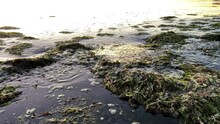 Nature Ecology Throws Algae Ashore Polluting The Beach Prickly Dark Algae Swim Back Into The Sea And Serve As Food For Fish Without Creating An Environmental Disaster Dirty Green And Brown Plants