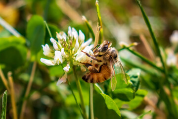 Poster - bee on a flower